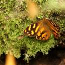 Imagem de Heteronympha banksii Leach 1814