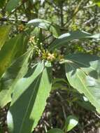 صورة Cyclophyllum schultzii (O. Schwarz) S. T. Reynolds & R. J. F. Hend.