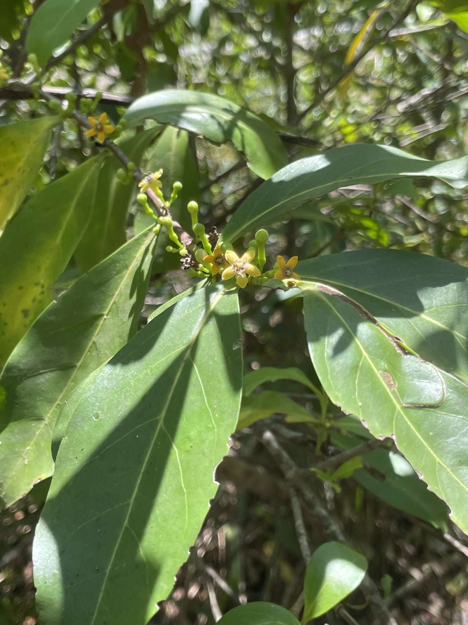 Image of Cyclophyllum schultzii (O. Schwarz) S. T. Reynolds & R. J. F. Hend.