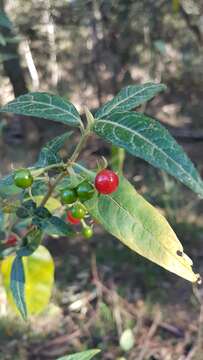 Image de Solanum stelligerum Sm.