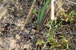 Tulbaghia capensis L. resmi