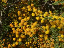 Sivun Acacia cardiophylla A. Cunn. ex Benth. kuva