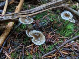 Image of Mycena quiniaultensis Kauffman 1935