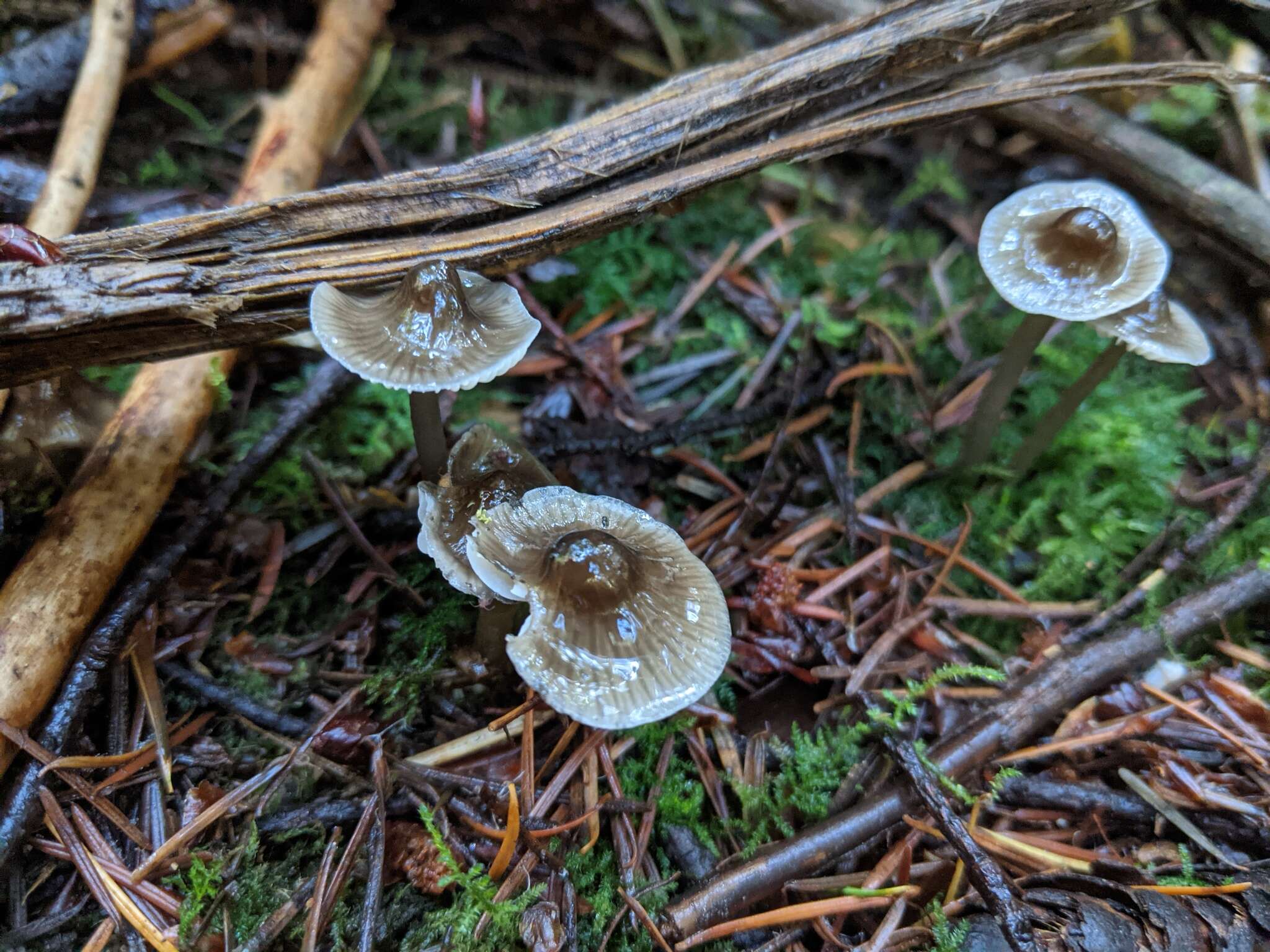 Sivun Mycena quiniaultensis Kauffman 1935 kuva