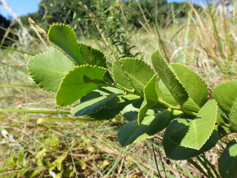 Image of Gymnosporia woodii Szyszyl.