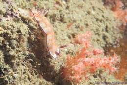 Sivun Hypselodoris pulchella (Rüppell & Leuckart 1830) kuva