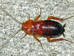 Image of Broad Wood Cockroach