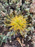 Image de Leucospermum profugum Rourke