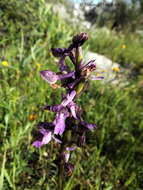 Image of Anacamptis morio subsp. morio