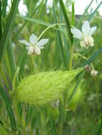 Sivun Gomphocarpus fruticosus subsp. fruticosus kuva