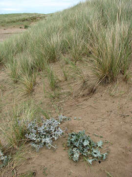 Image of sea-holly