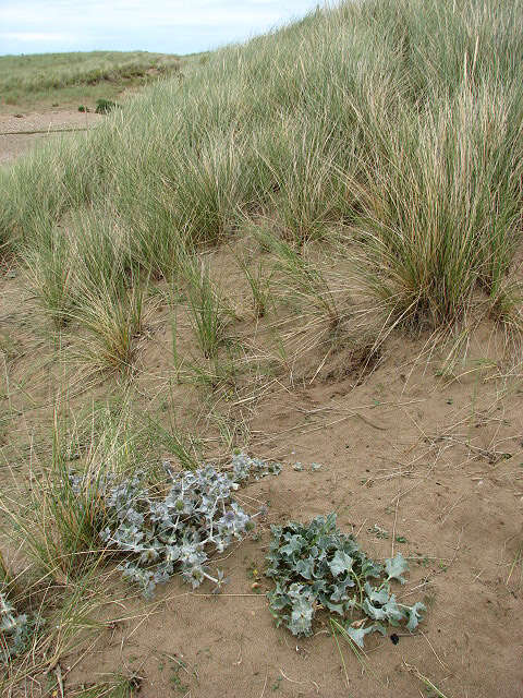 Eryngium maritimum L. resmi