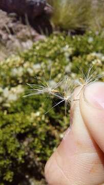 Image of Baccharis neorupestris Deble & A. S. Oliveira