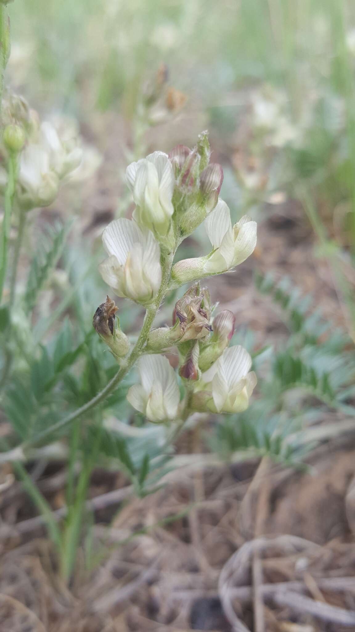 Sivun Astragalus humistratus A. Gray kuva