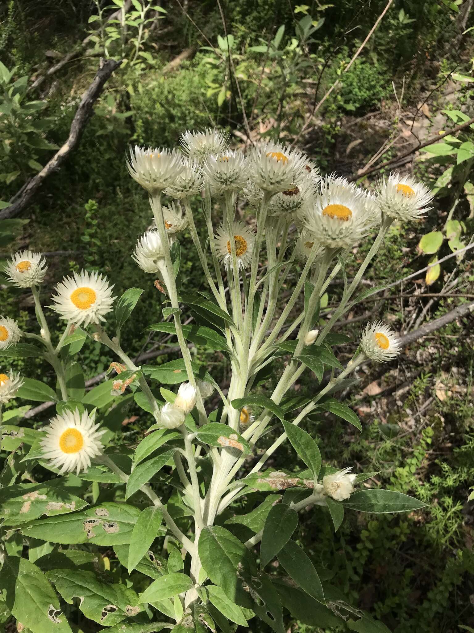 Image of Coronidium elatum subsp. elatum