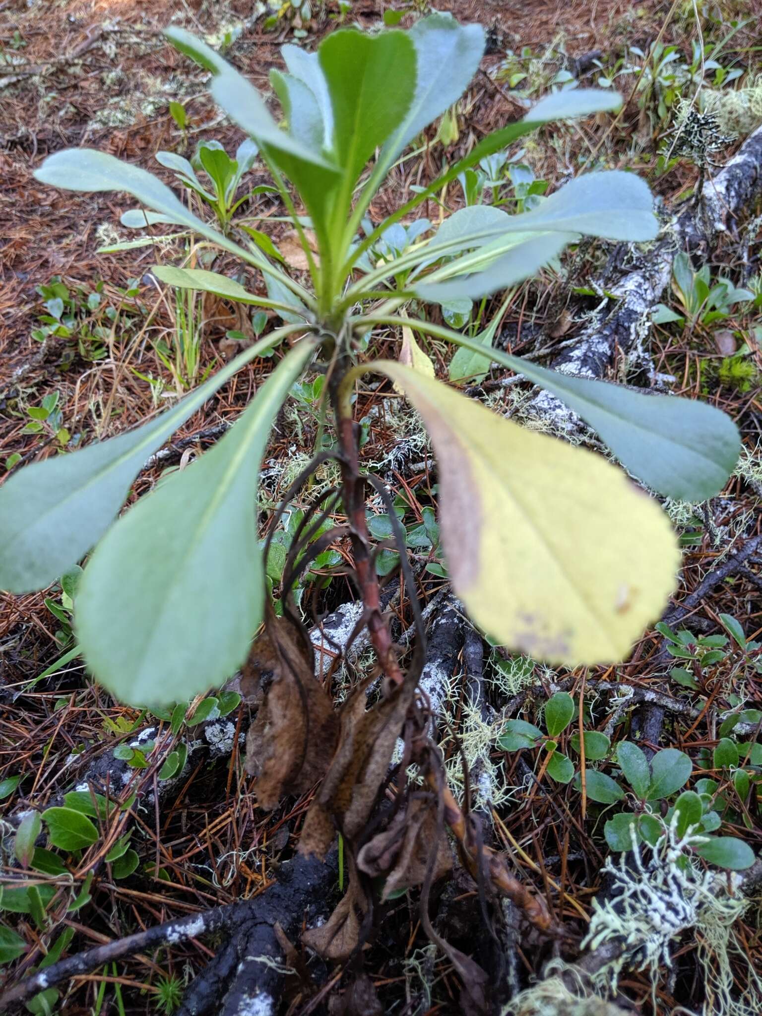 صورة Solidago spathulata DC.