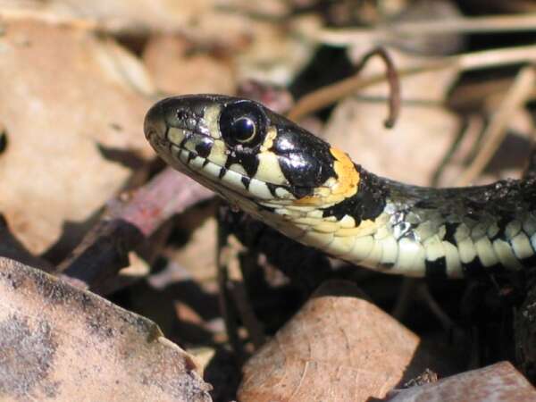 Image of Grass Snake