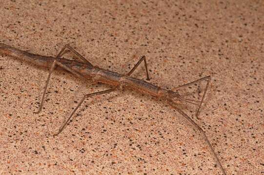 صورة Pachymorpha spinosa Brock & Hasenpusch 2007