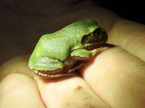 Image of horseshoe forest treefrog