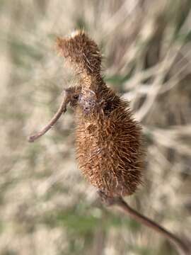 Image of Diastrophus turgidus Bassett 1870