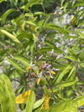 صورة Solanum bahamense L.