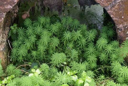 Image of Whorled Water-milfoil