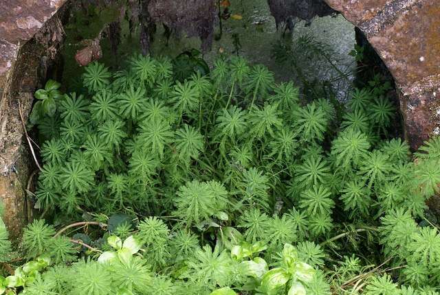 Слика од Myriophyllum verticillatum L.