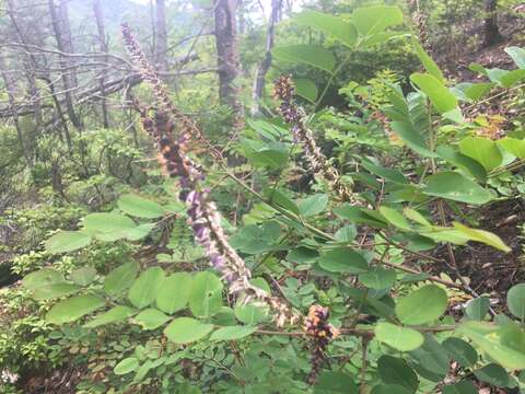 Image of mountain false indigo