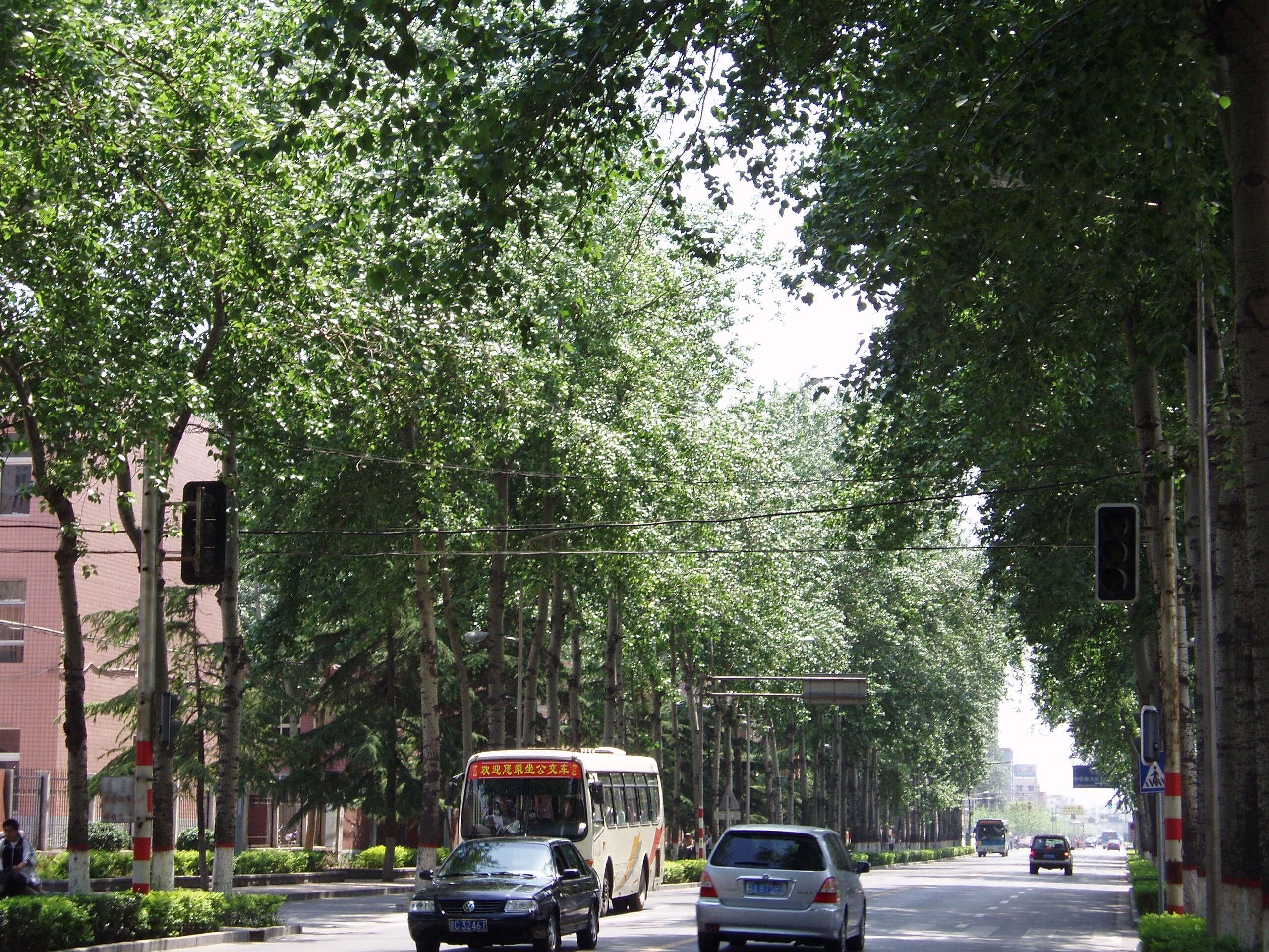 Image of Carolina poplar