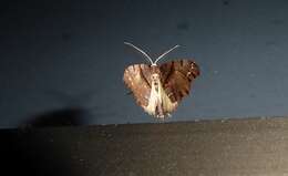 Image of brown fern moth