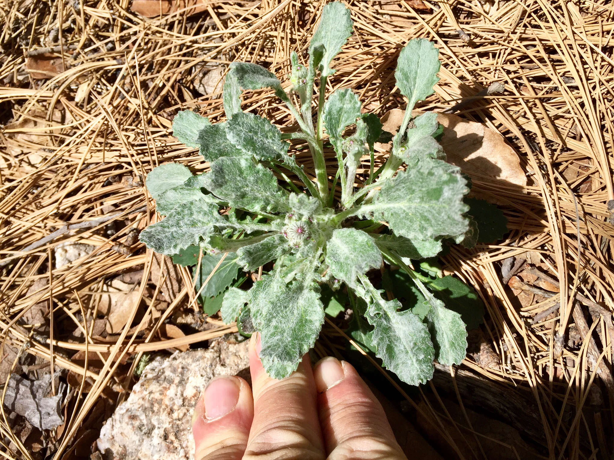 Image of New Mexico groundsel