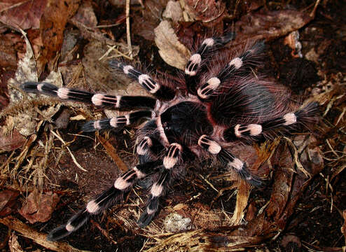 Image of Brazilian Whiteknee Tarantula