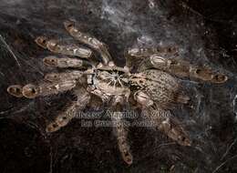 Image of Ornamental Baboon Tarantula