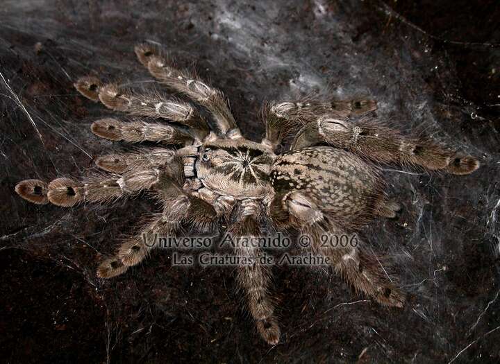 Image of Ornamental Baboon Tarantula