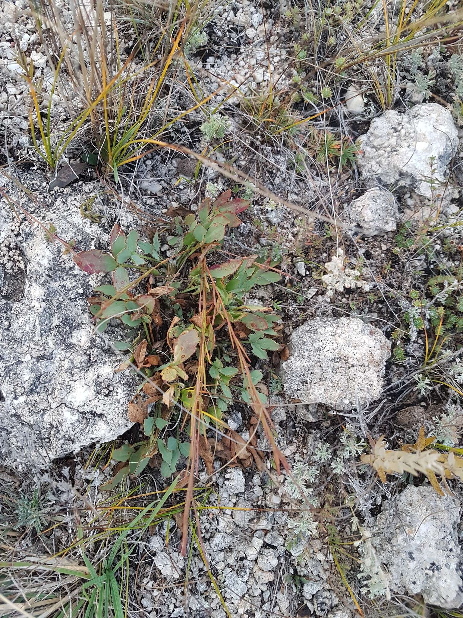 Plancia ëd Oxytropis triphylla (Pall.) Pers.