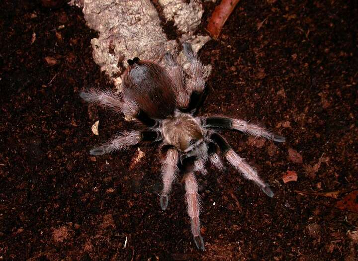 Image of Texas Brown Tarantula