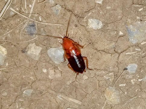 Image of Fulvous Wood Cockroach