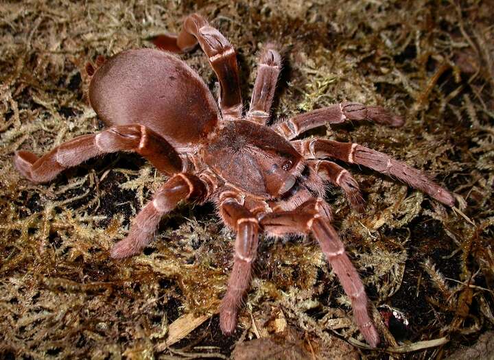 Image of King baboon spider