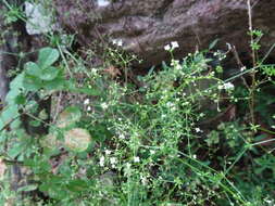 Galium mexicanum Kunth resmi