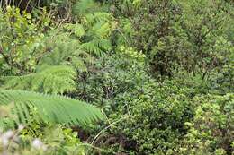 Image of Kohala Mountain Clermontia