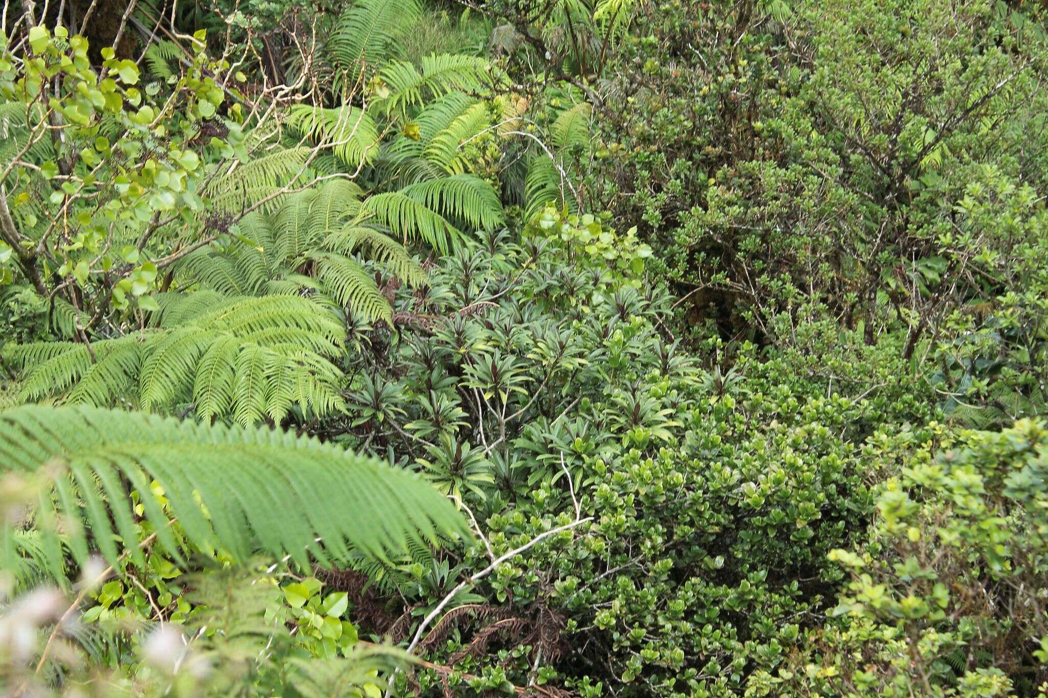 Image of Kohala Mountain Clermontia