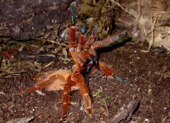 Image of Orange Baboon Tarantula