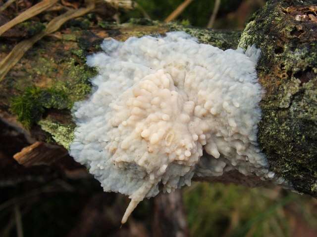 Слика од Radulomyces confluens (Fr.) M. P. Christ. 1960