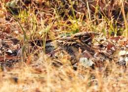 Image of Indian Nightjar