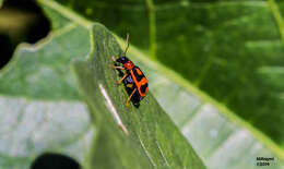 Слика од Cerotoma ruficornis (Olivier 1791)