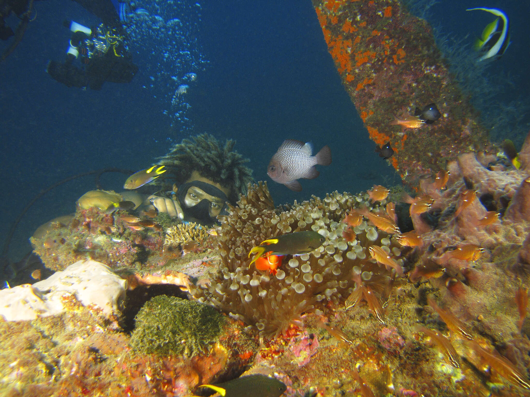 Image of Moluccan cardinalfish