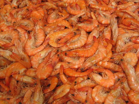 Image of Caramote prawn