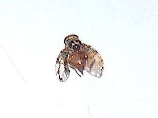 Image of Mediterranean fruit fly