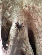 Image of Antilles pinktoe tarantula