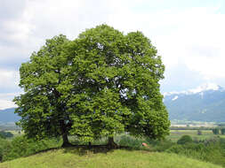 Image of Littleleaf Linden